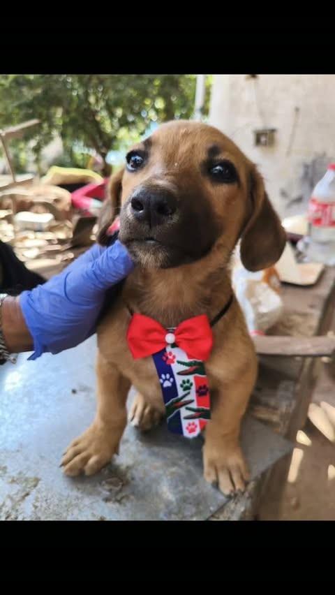 Mariano, cachorro de porte pequeno para adoção em Goiânia - GO