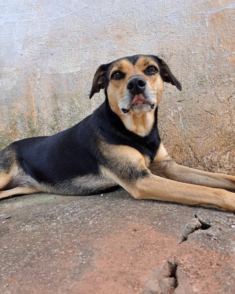 Meg, cachorro de porte médio para adoção em Curitiba - PR