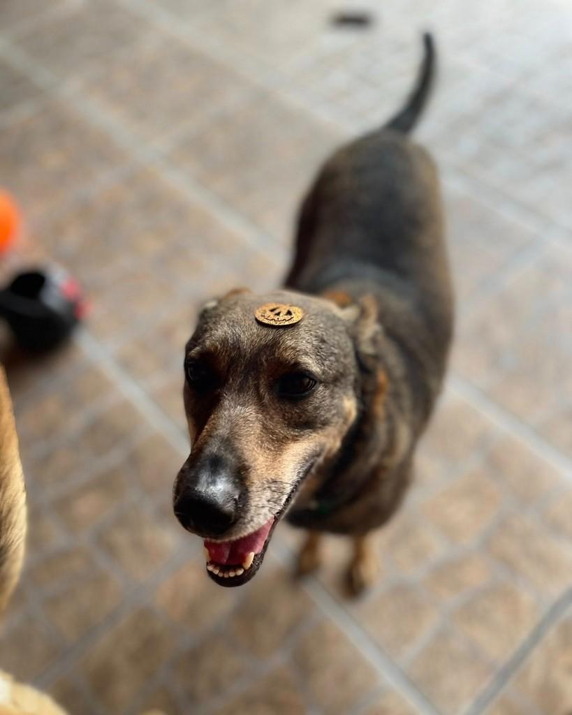 Marry, cachorro de porte médio para adoção em Curitiba - PR