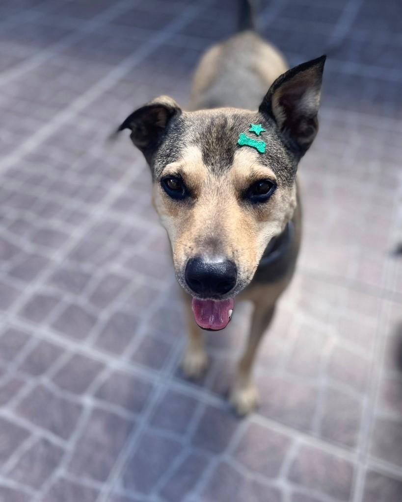 Valentim, cachorro de porte médio para adoção em Curitiba - PR