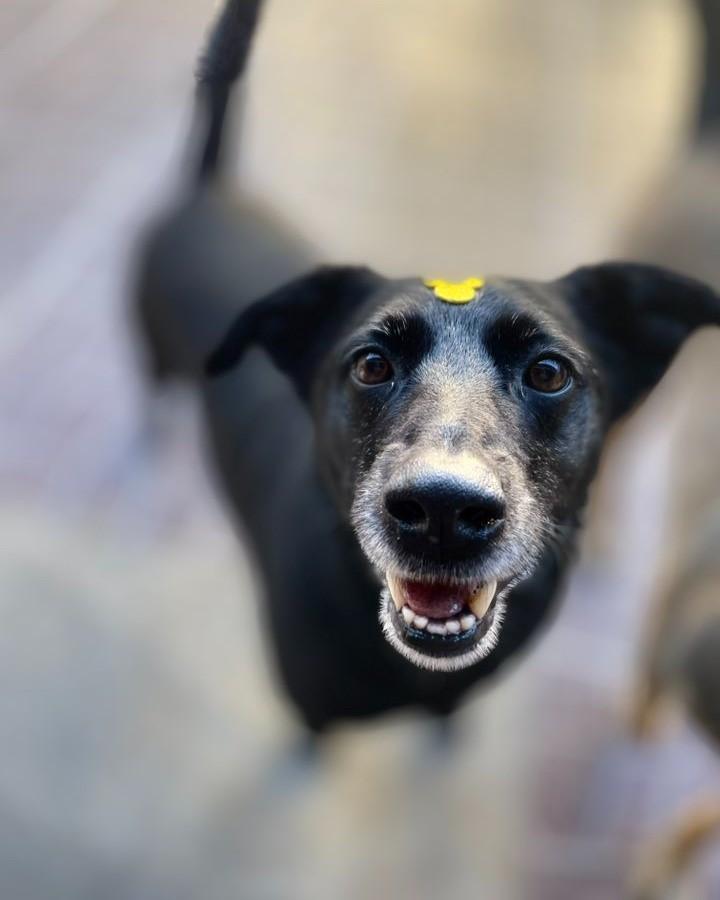 Zulu, cachorro de porte médio para adoção em Alegre - ES