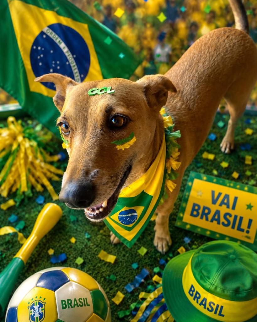 Pinhão, cachorro de porte médio para adoção em Curitiba - PR