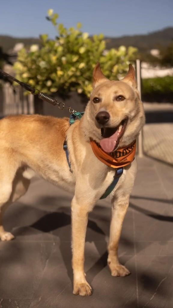 Lobinho, cachorro de porte grande para adoção em Palhoça - SC