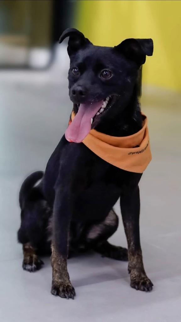 Billy, cachorro de porte pequeno para adoção em Palhoça - SC