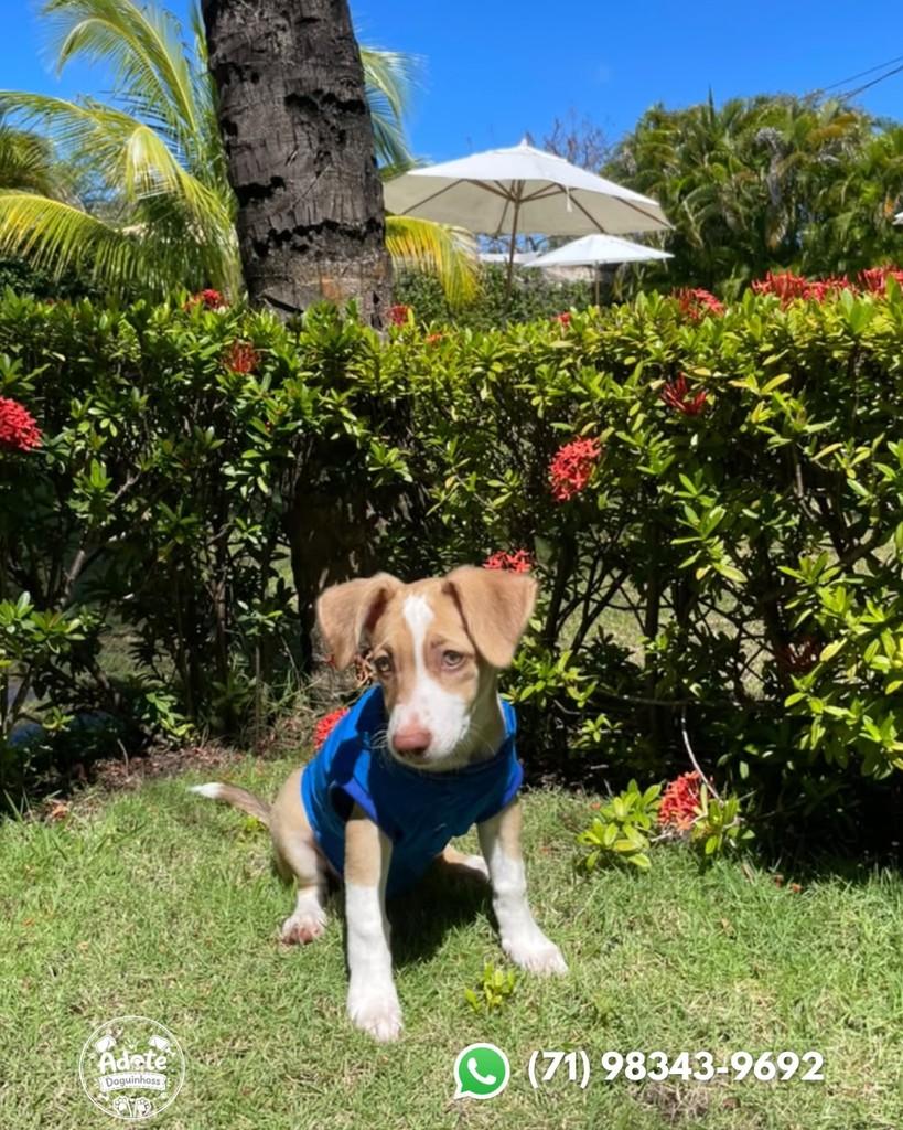 Pudim, cachorro de porte médio para adoção em Salvador - BA