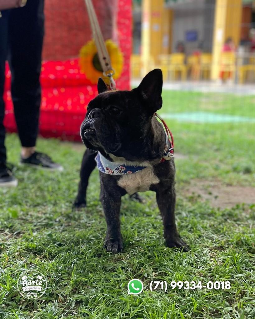 Kong, cachorro de porte pequeno para adoção em Salvador - BA