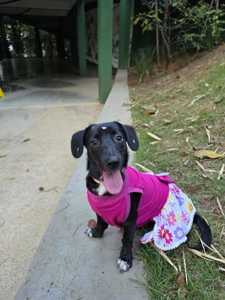 Nori, cadela de porte pequeno para adoção em Salvador - BA — foto 2 de 14