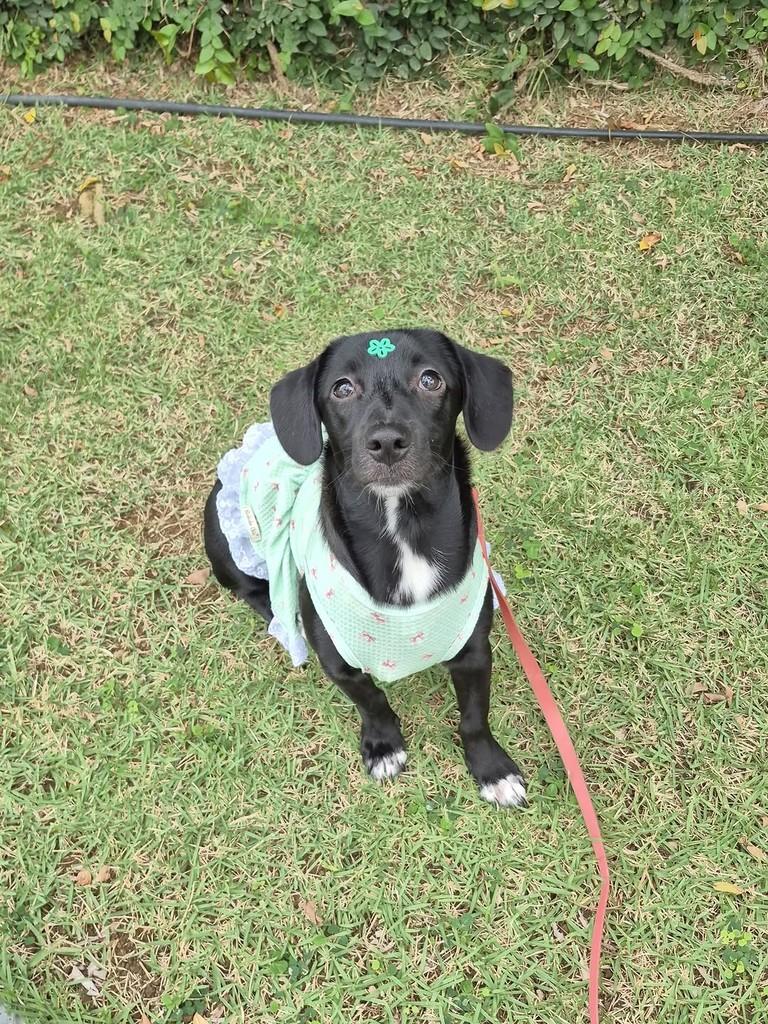 Nori, cadela de porte pequeno para adoção em Salvador - BA — foto 3 de 14