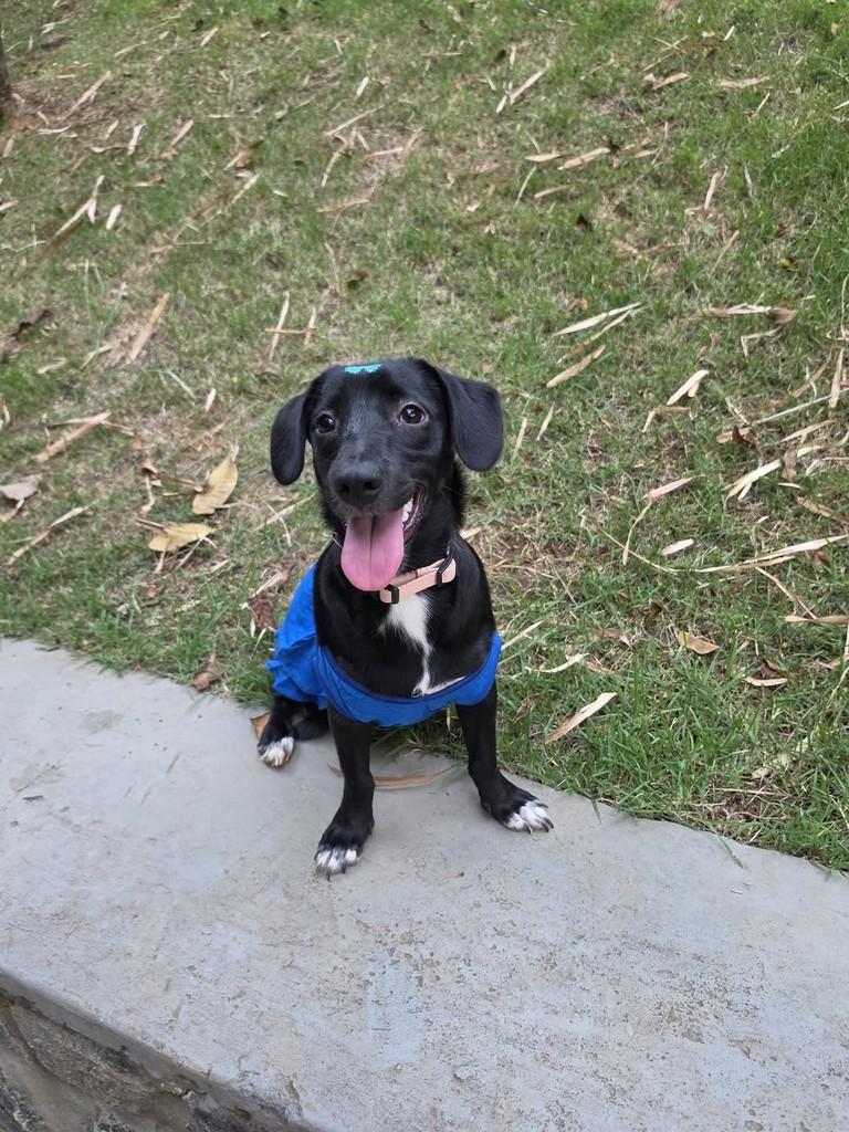 Nori, cadela de porte pequeno para adoção em Salvador - BA — foto 5 de 14