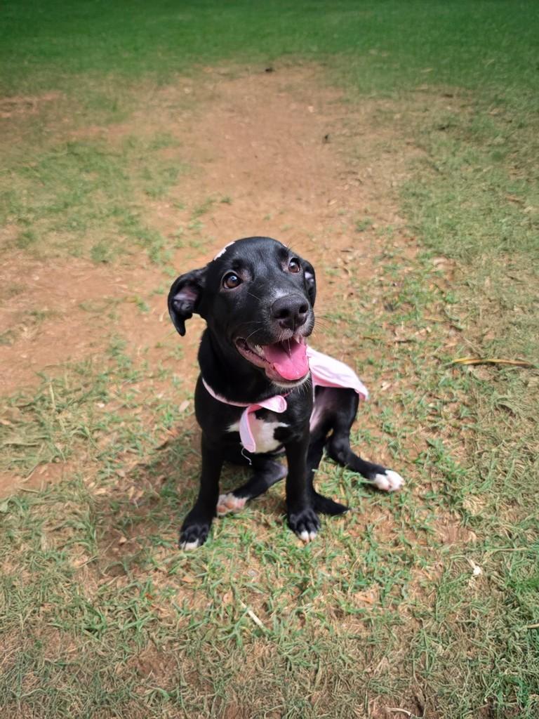 Kira, cadela de porte médio para adoção em Salvador - BA — foto 3 de 3