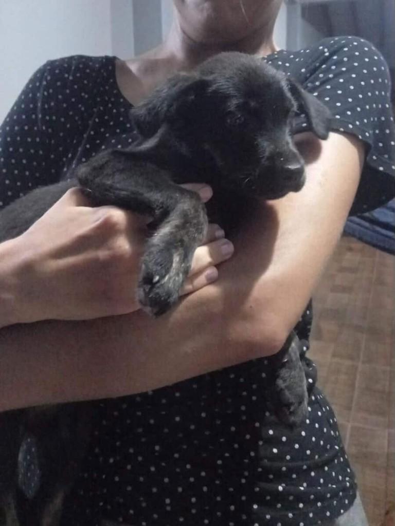 Cachorrinha, cadela de porte pequeno para adoção em Dourados - MS