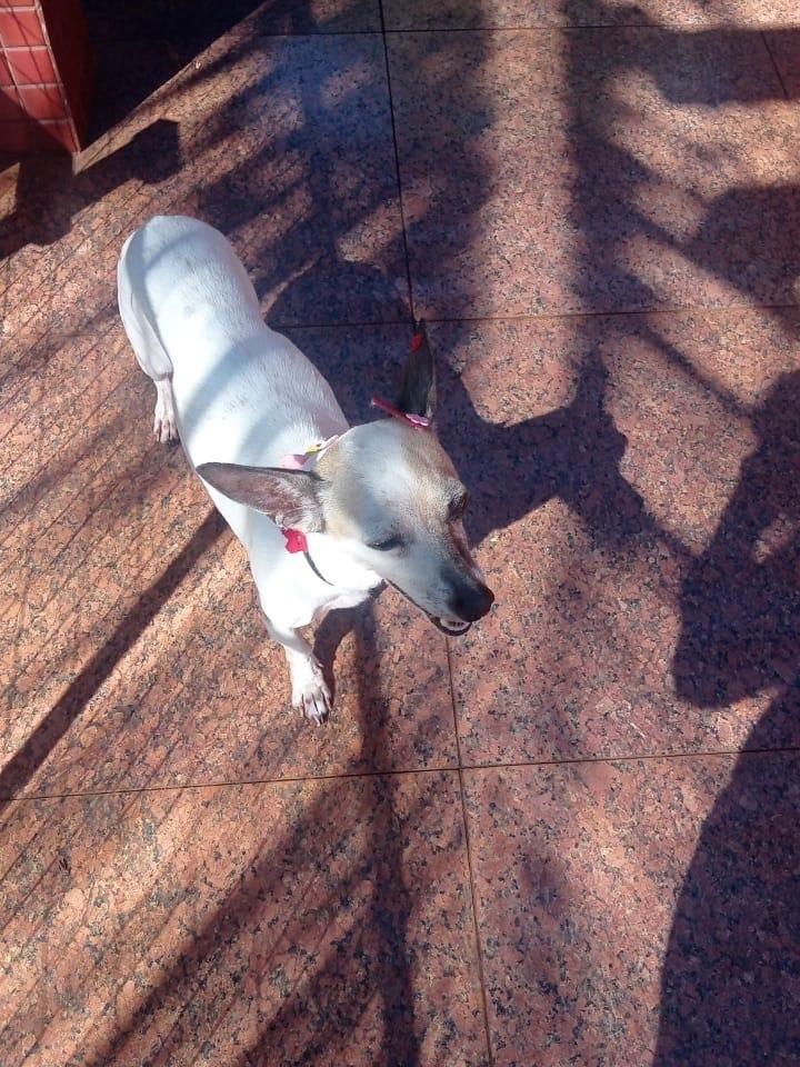 Cachorra, cadela de porte médio para adoção em Dourados - MS