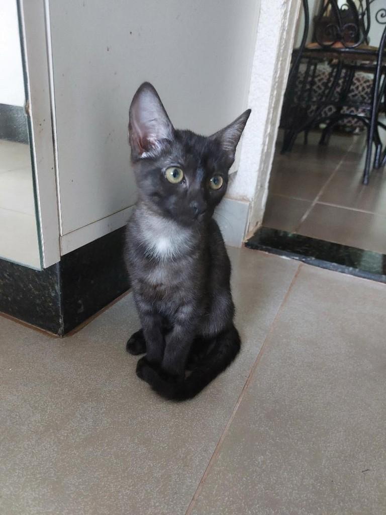 Mocinha, gata de porte pequeno para adoção em Dourados - MS