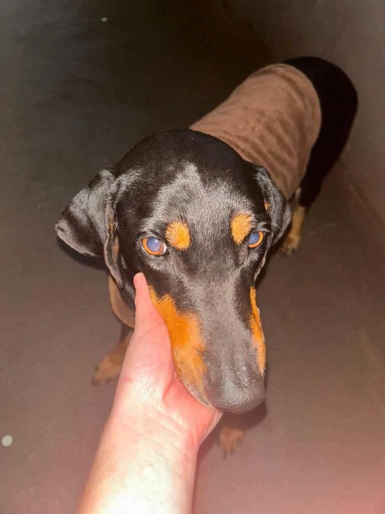Docinho, cadela de porte médio para adoção em Dourados - MS