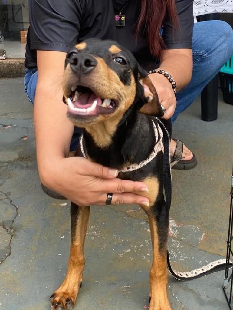 Shell, cachorro de porte pequeno para adoção em Dourados - MS