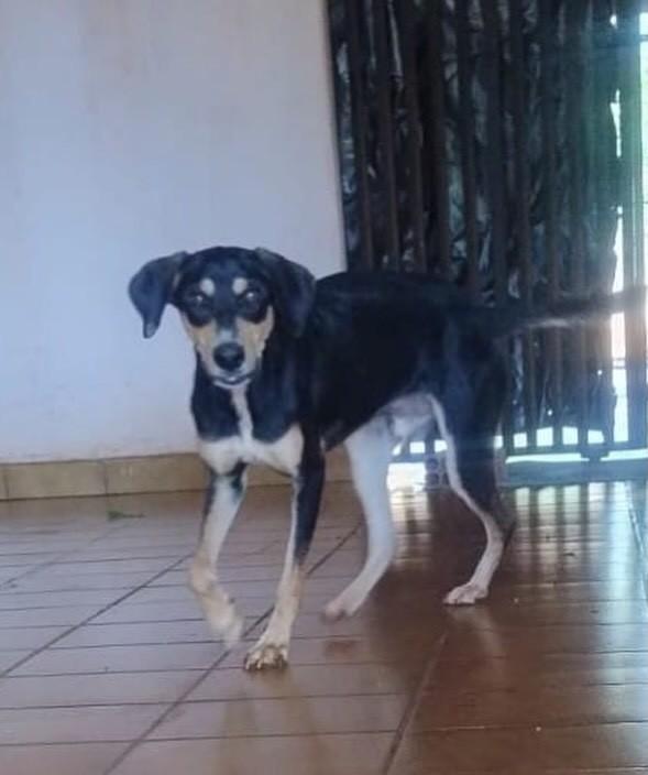 Coragem, cachorro de porte pequeno para adoção em Dourados - MS
