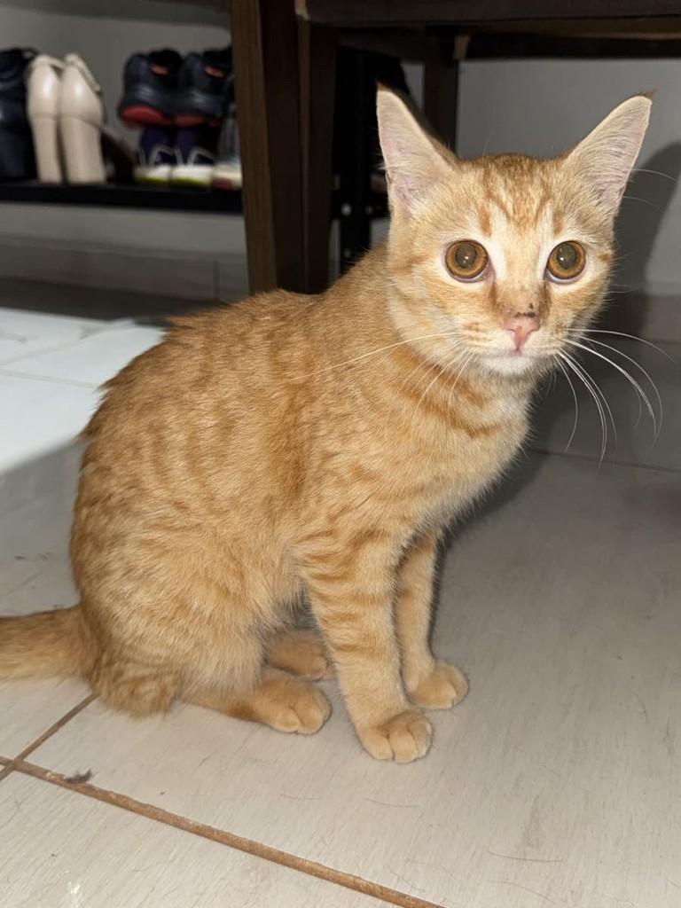 Laranja, gata de porte pequeno para adoção em Dourados - MS