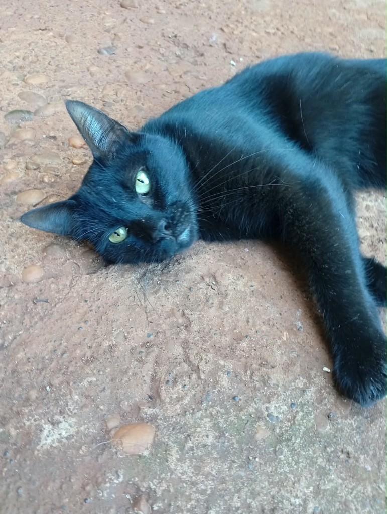 Príncipe, gato de porte médio para adoção em Dourados - MS
