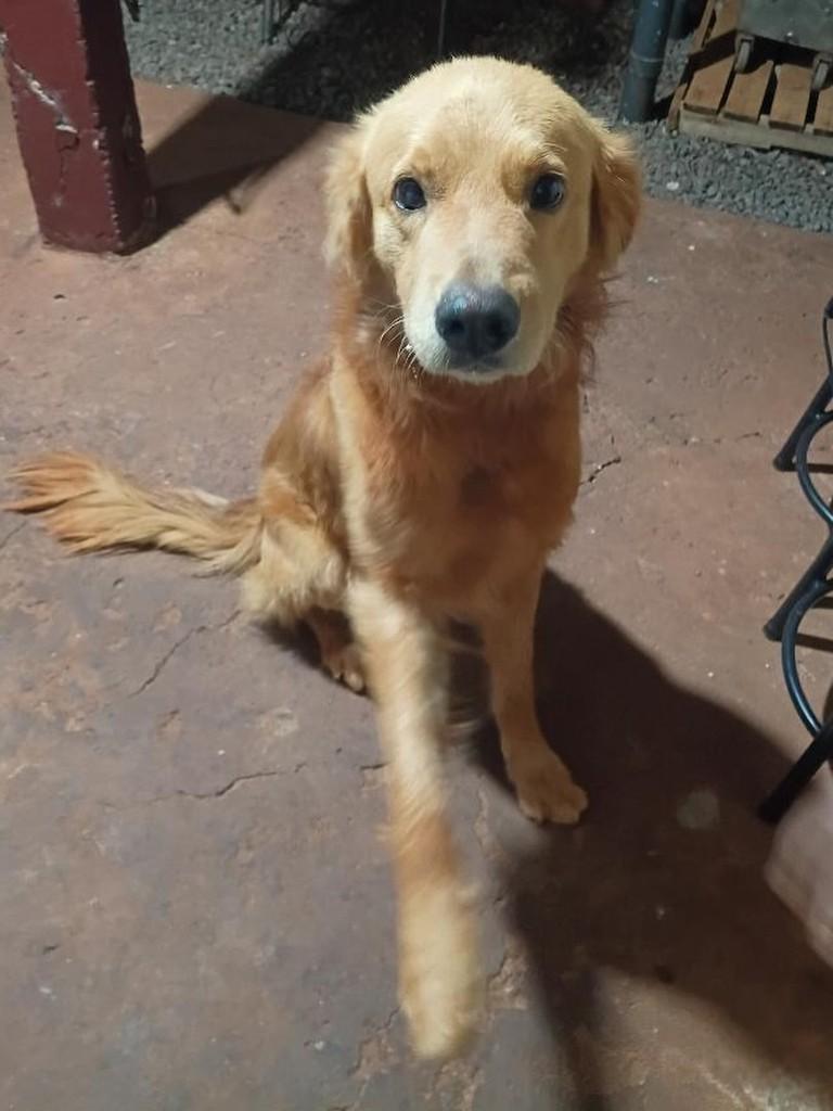 Mistura de Golden, cachorro de porte médio para adoção em Dourados - MS
