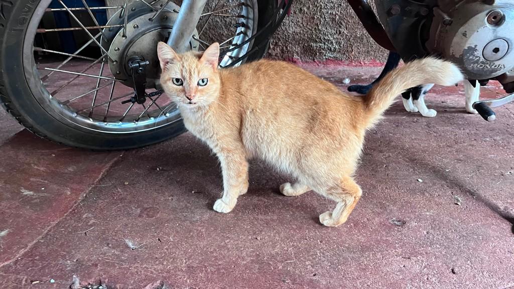 Leona, gato de porte pequeno para adoção em Dourados - MS