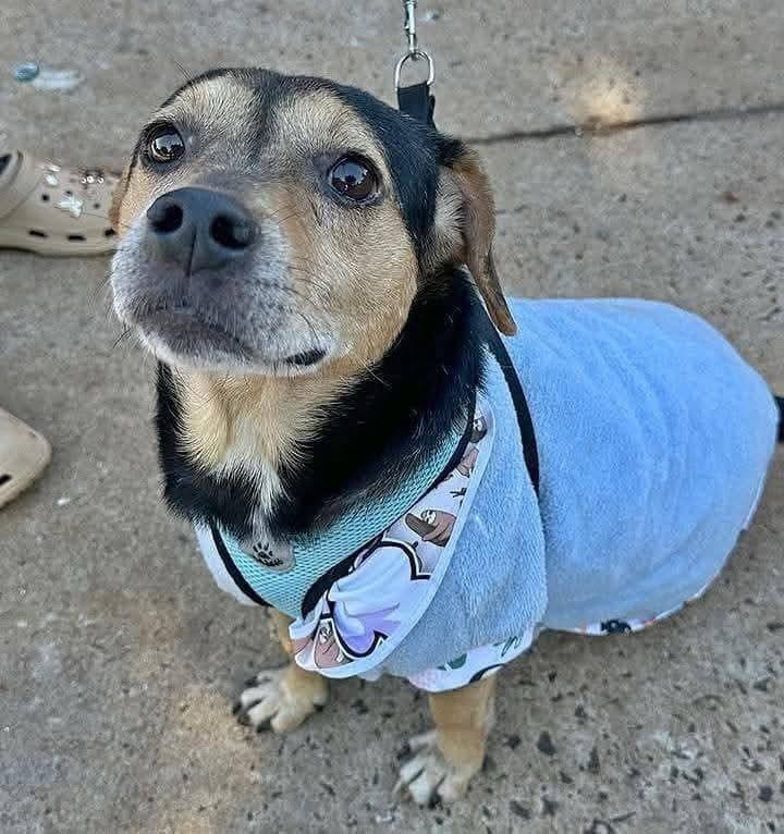 Duke, cachorro de porte pequeno para adoção em Dourados - MS