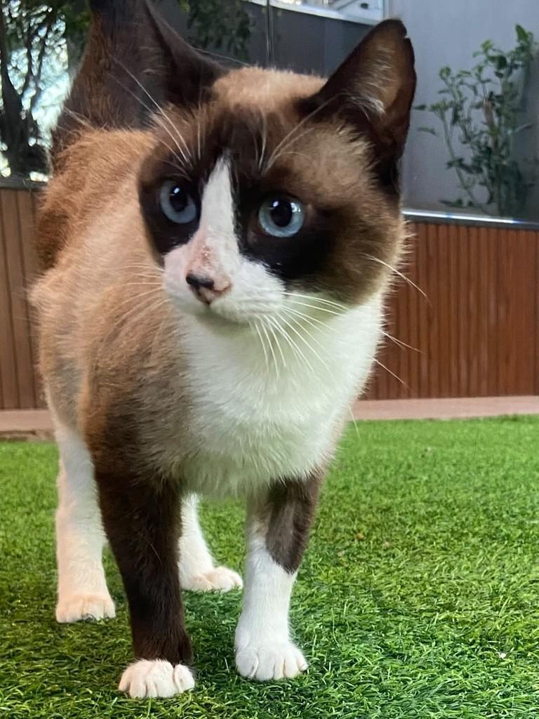 Mamãe, gata de porte médio para adoção em Dourados - MS