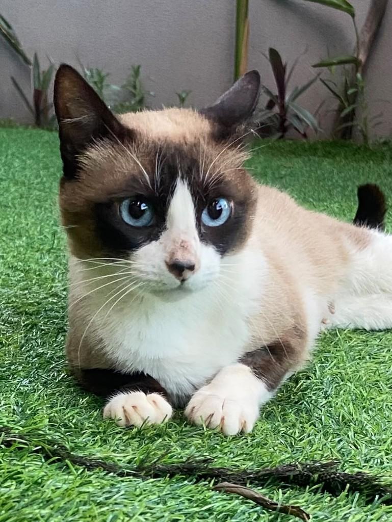 Mamãe, gata de porte médio para adoção em Dourados - MS — foto 2 de 6