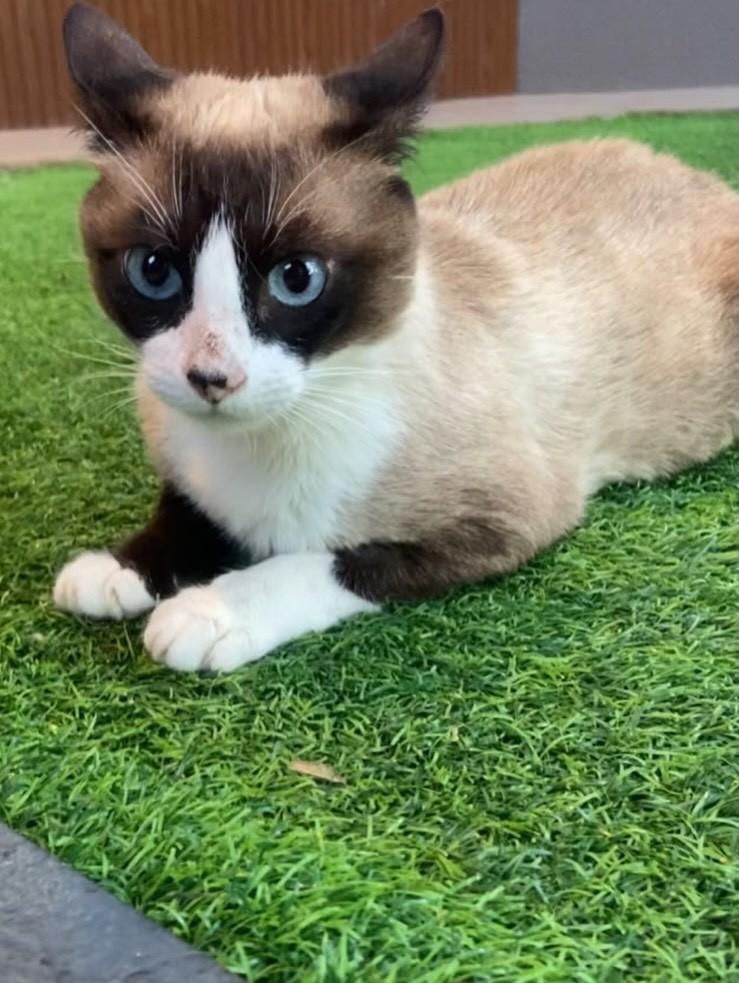 Mamãe, gata de porte médio para adoção em Dourados - MS — foto 3 de 6