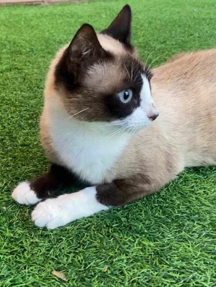 Mamãe, gata de porte médio para adoção em Dourados - MS — foto 4 de 6