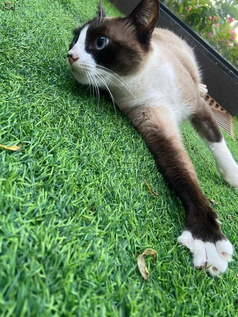 Mamãe, gata de porte médio para adoção em Dourados - MS — foto 5 de 6