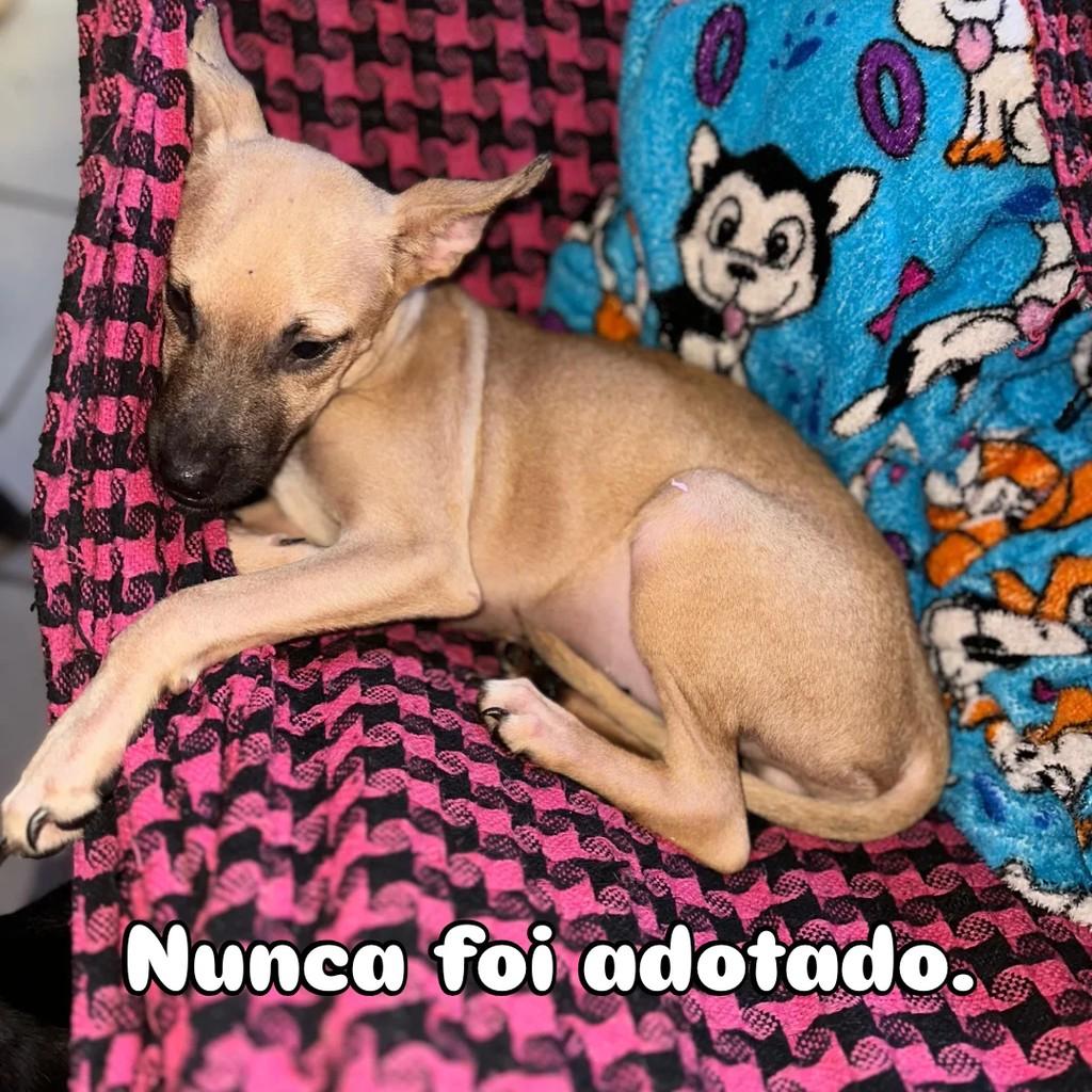 Francisquinho, cachorro de porte pequeno para adoção em Esperantina - PI