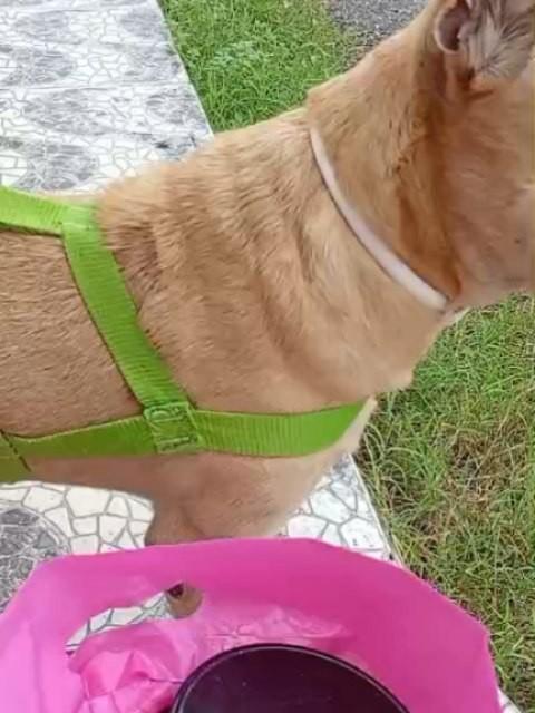 Baixinho, cachorro de porte pequeno para adoção em Fortaleza - CE