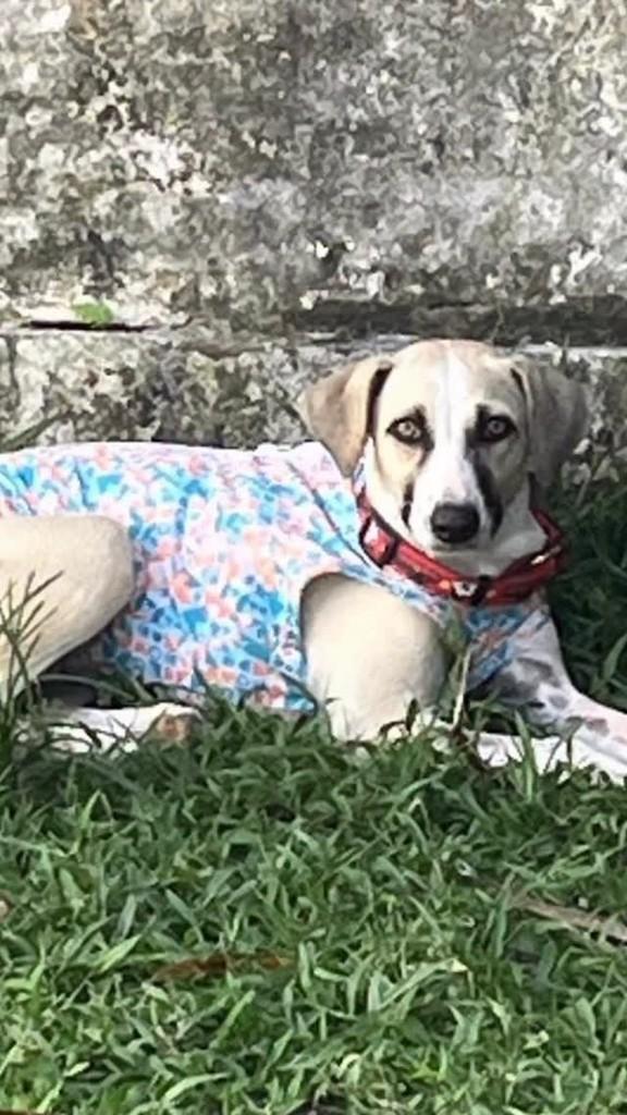 Meg, cadela de porte pequeno para adoção em Fortaleza - CE