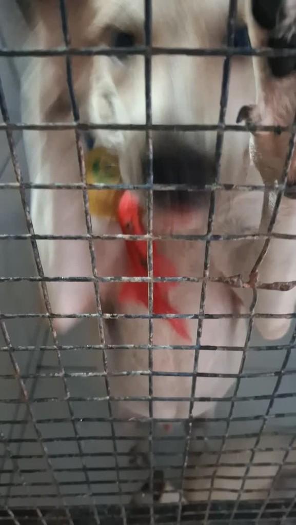 Luk, cachorro de porte médio para adoção em Fortaleza - CE