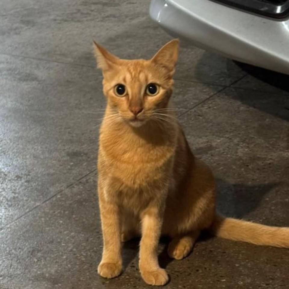 Marisa, gata de porte médio para adoção em Fortaleza - CE
