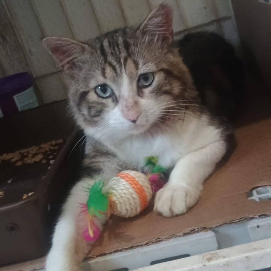 Copacabana, gato de porte pequeno para adoção em Fortaleza - CE