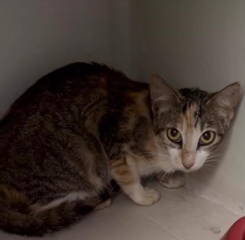 Melina, gata de porte pequeno para adoção em Quixeramobim - CE