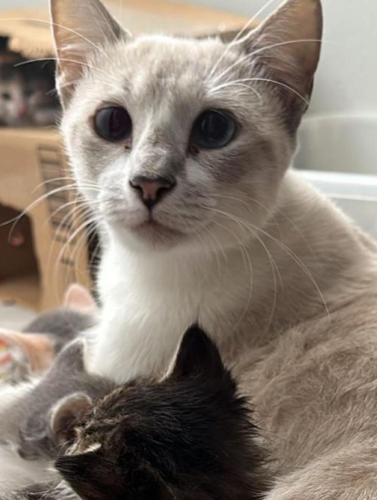 Madalena, gato para adoção em Fortaleza - CE