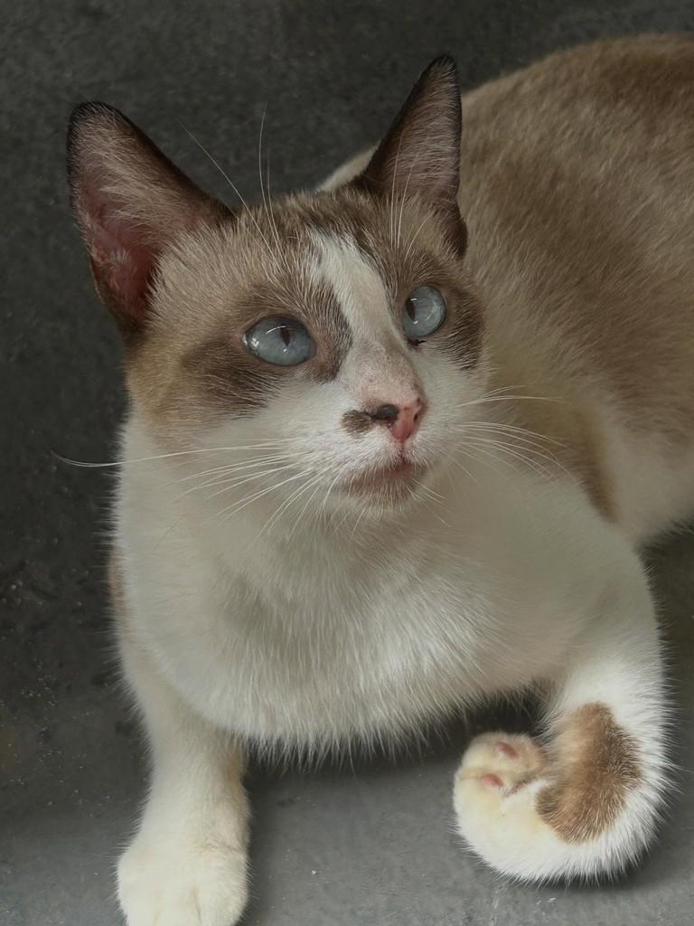 Bibi, gato de porte pequeno para adoção em Fortaleza - CE