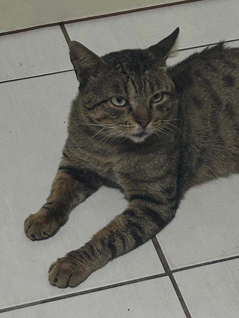 João Bolinhas, gato de porte médio para adoção em Fortaleza - CE
