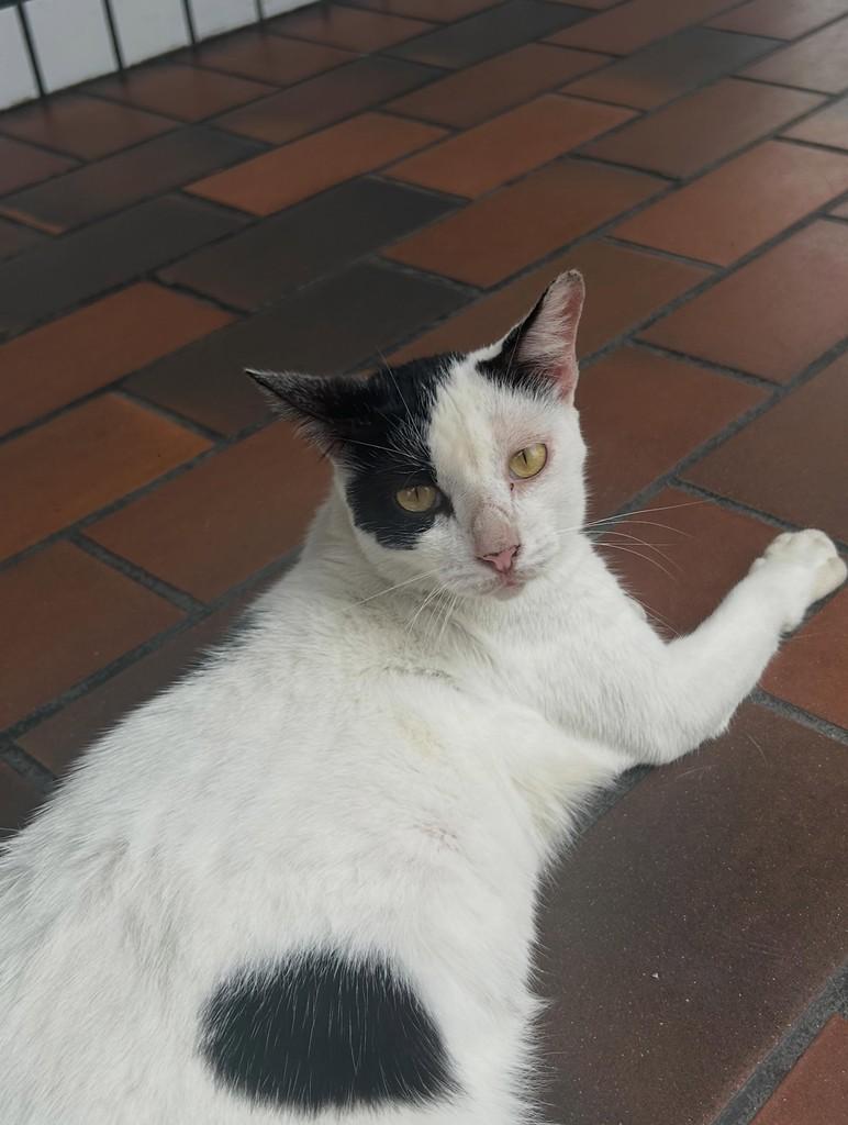 Rute, gata de porte médio para adoção em Fortaleza - CE