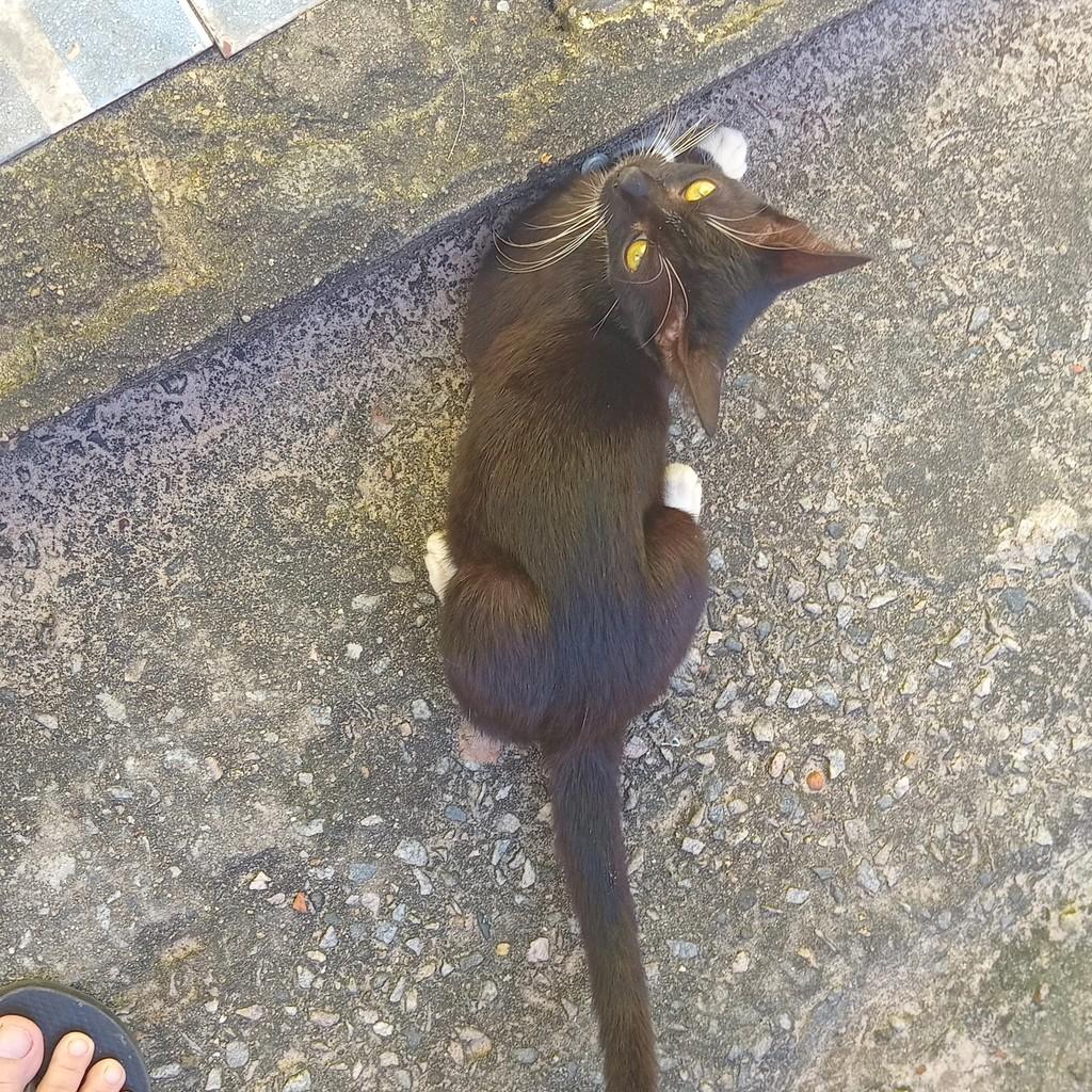 Frajolinha, gata de porte pequeno para adoção em Fortaleza - CE