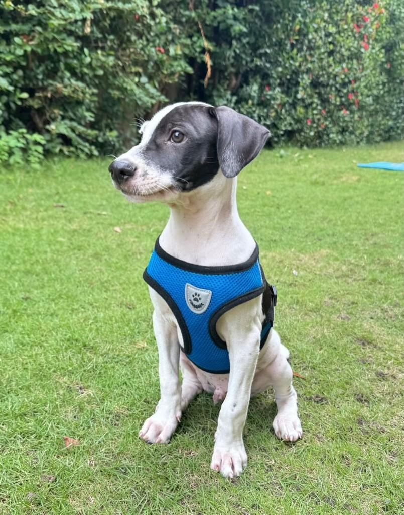 Zeus, cachorro de porte grande para adoção em Fortaleza - CE