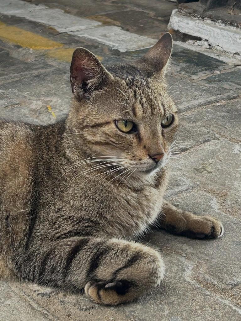 Theo, gato de porte médio para adoção em Fortaleza - CE