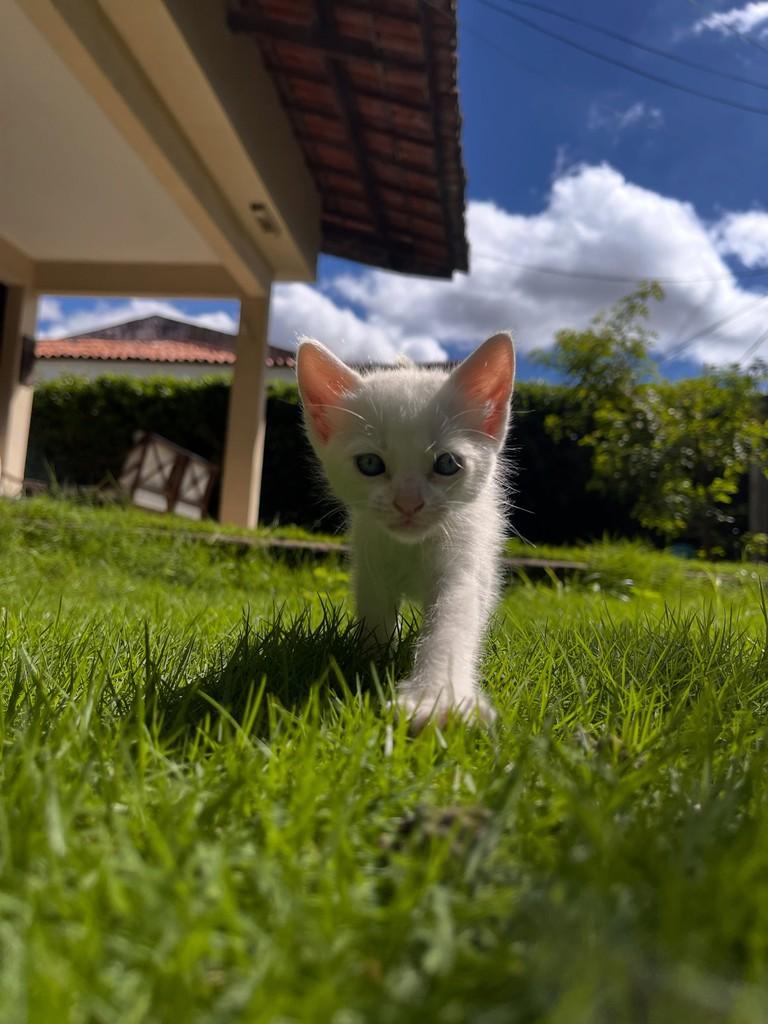 Annie, gato de porte pequeno para adoção em Fortaleza - CE