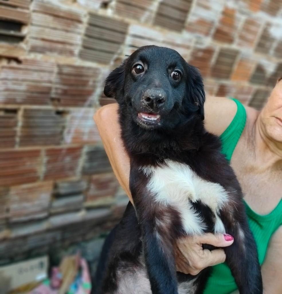 Lilica, cachorro de porte pequeno para adoção em Fortaleza - CE