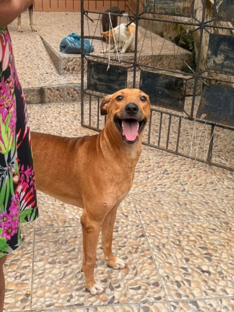 Caramelo, cachorro de porte médio para adoção em Fortaleza - CE