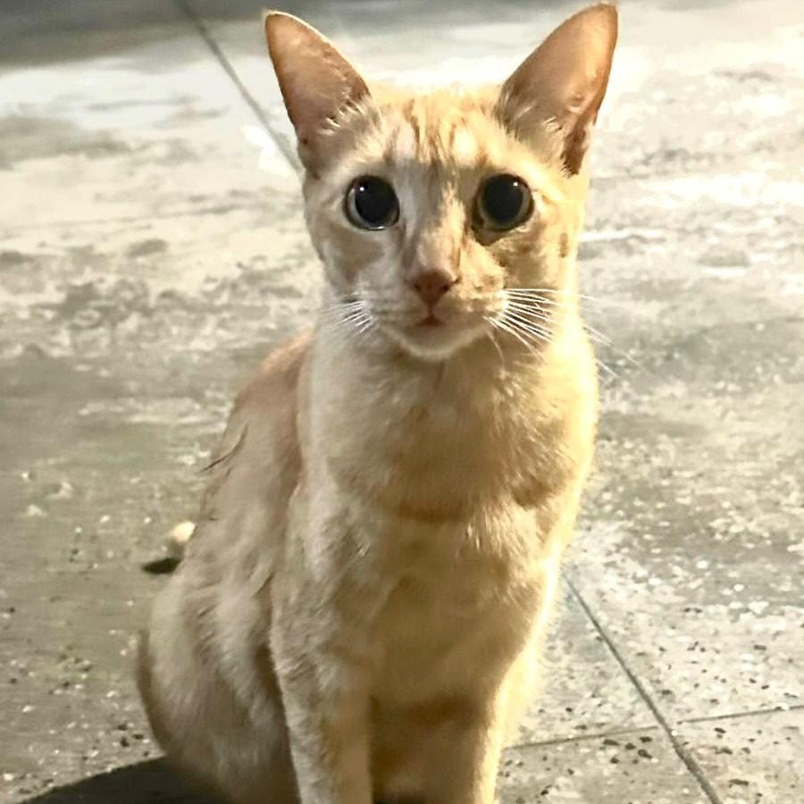 Laranja, gata de porte pequeno para adoção em Fortaleza - CE