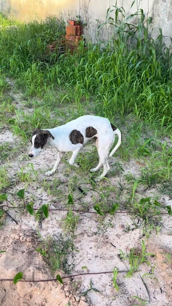 Filó, cadela de porte médio para adoção em Fortaleza - CE