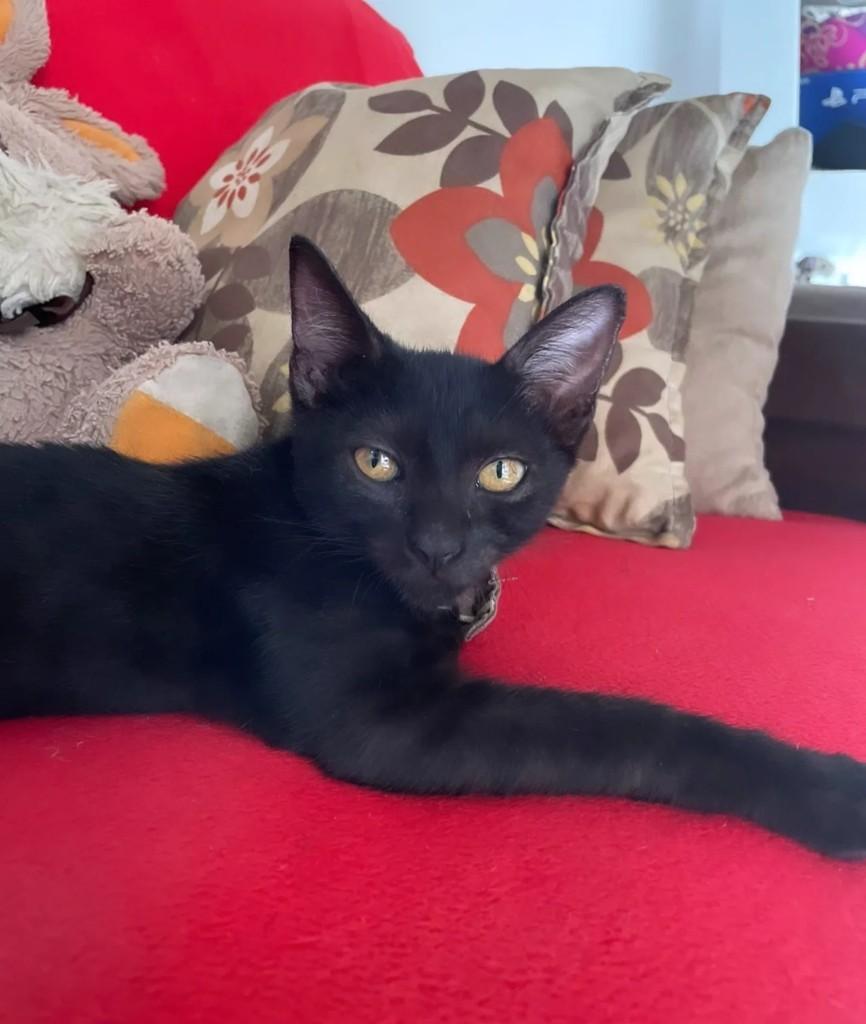 Príncipizinho, gato de porte pequeno para adoção em Fortaleza - CE